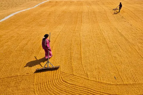 An Indian farmer standing in a dry field, illustrating the difficult conditions of subsistence agriculture
