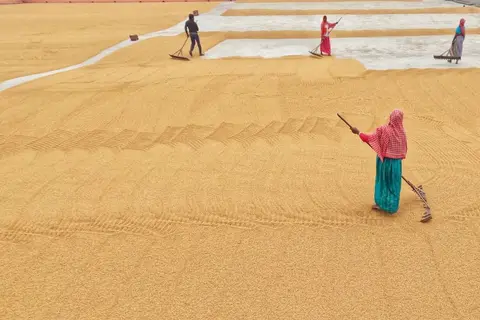 Photo of farm labourers working in a field in rural India, representing those who were left behind by the Green Revolution.