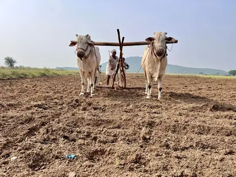 A smallholder farmer plowing a field in rural India