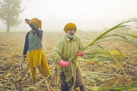 A farm worker harvesting crops in an Indian field, representing labour wage data.