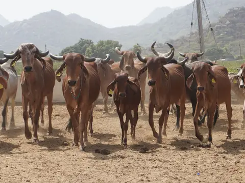 Milk collection at an AMUL cooperative dairy in Gujarat