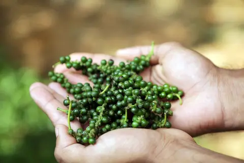 A cardamom spice farm in Idukki, Kerala