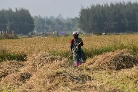 A farm worker in India harvesting paddy in a field, earning daily wages.