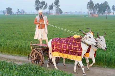 A farmer harvesting wheat in Punjab with lush golden fields in the background.